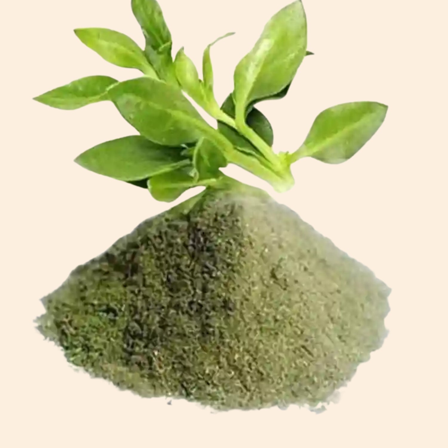 Kalmegh Dry Extract