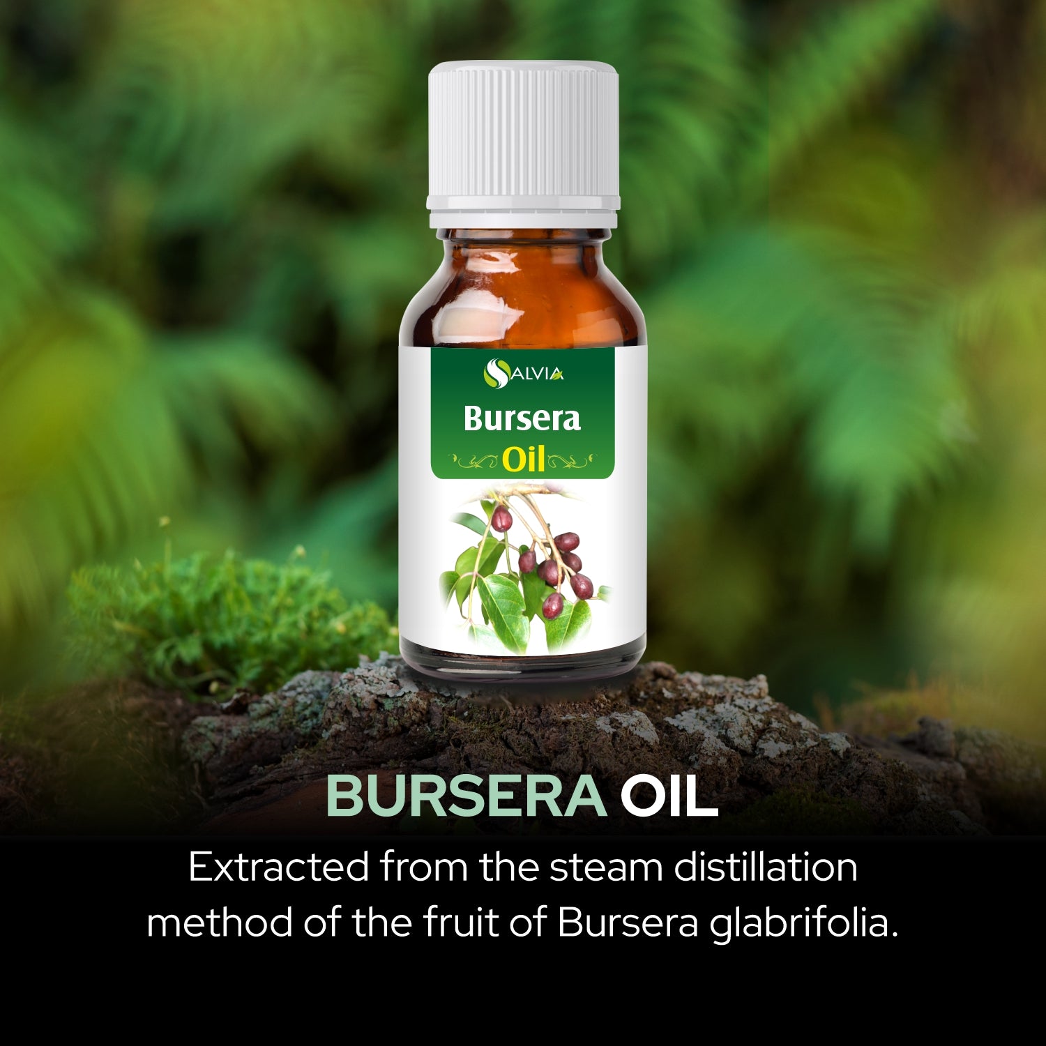 Bursera Essential Oil
