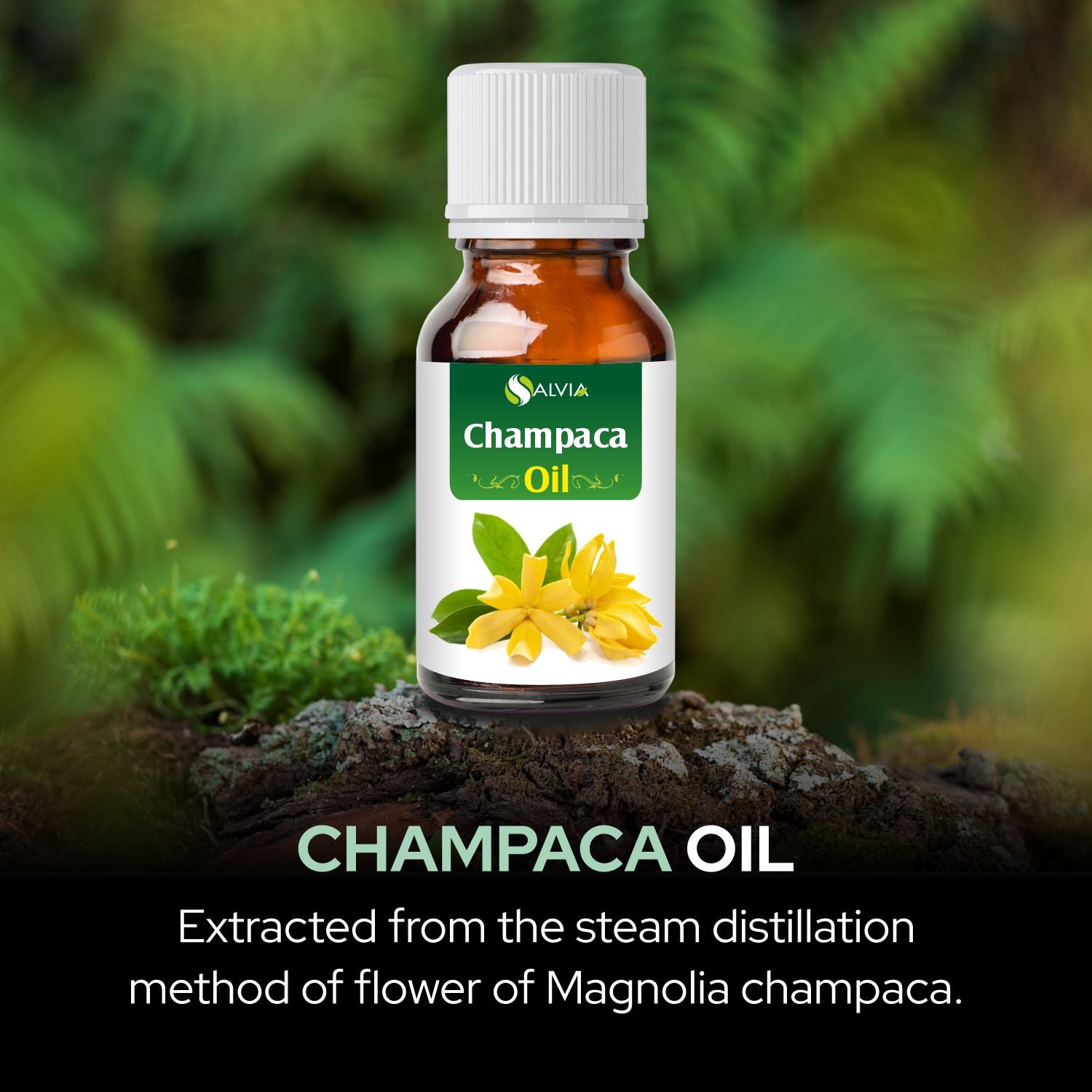 Champaca Essential Oil