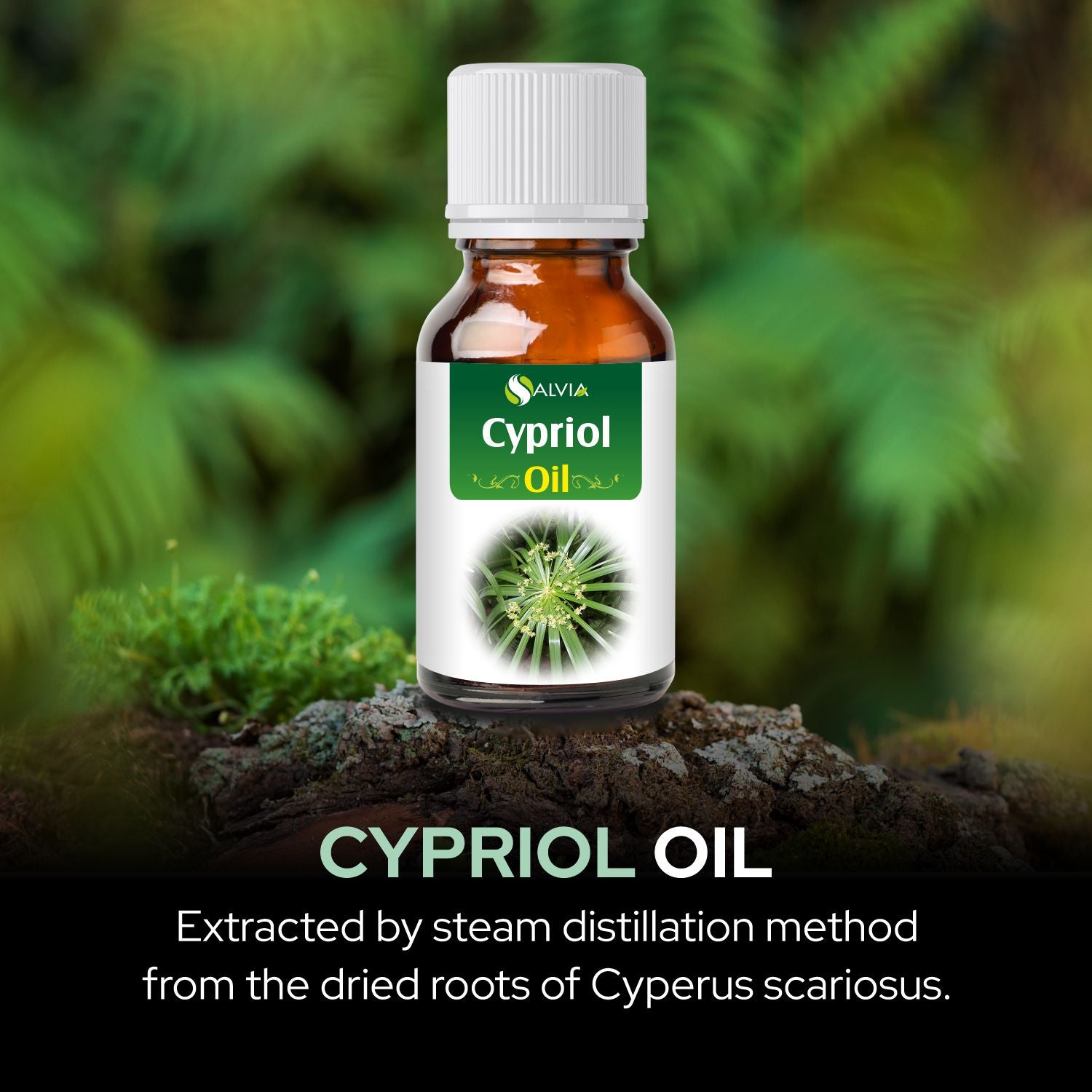 Cyprioil Essential oil