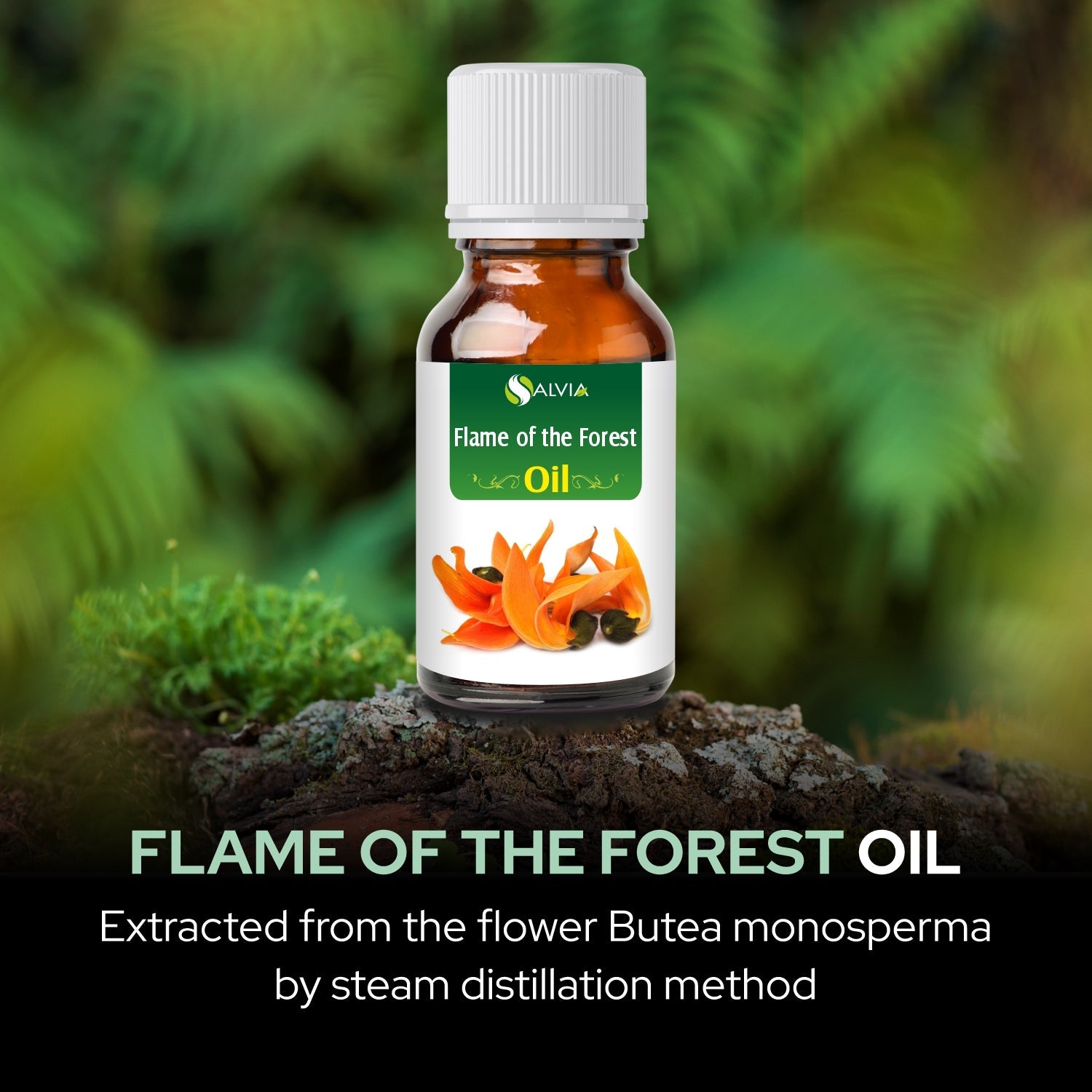 Flame of the Forest Oil
