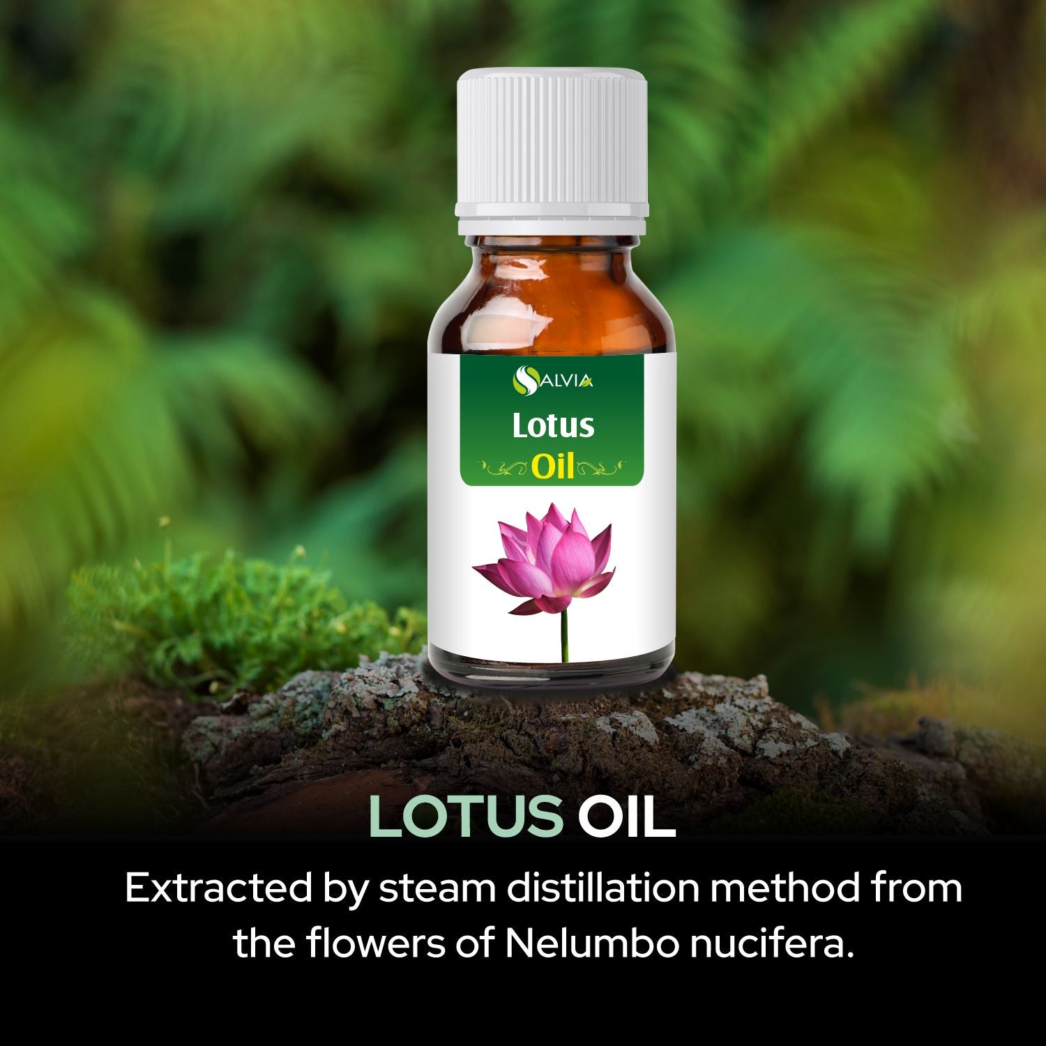 Lotus Oil