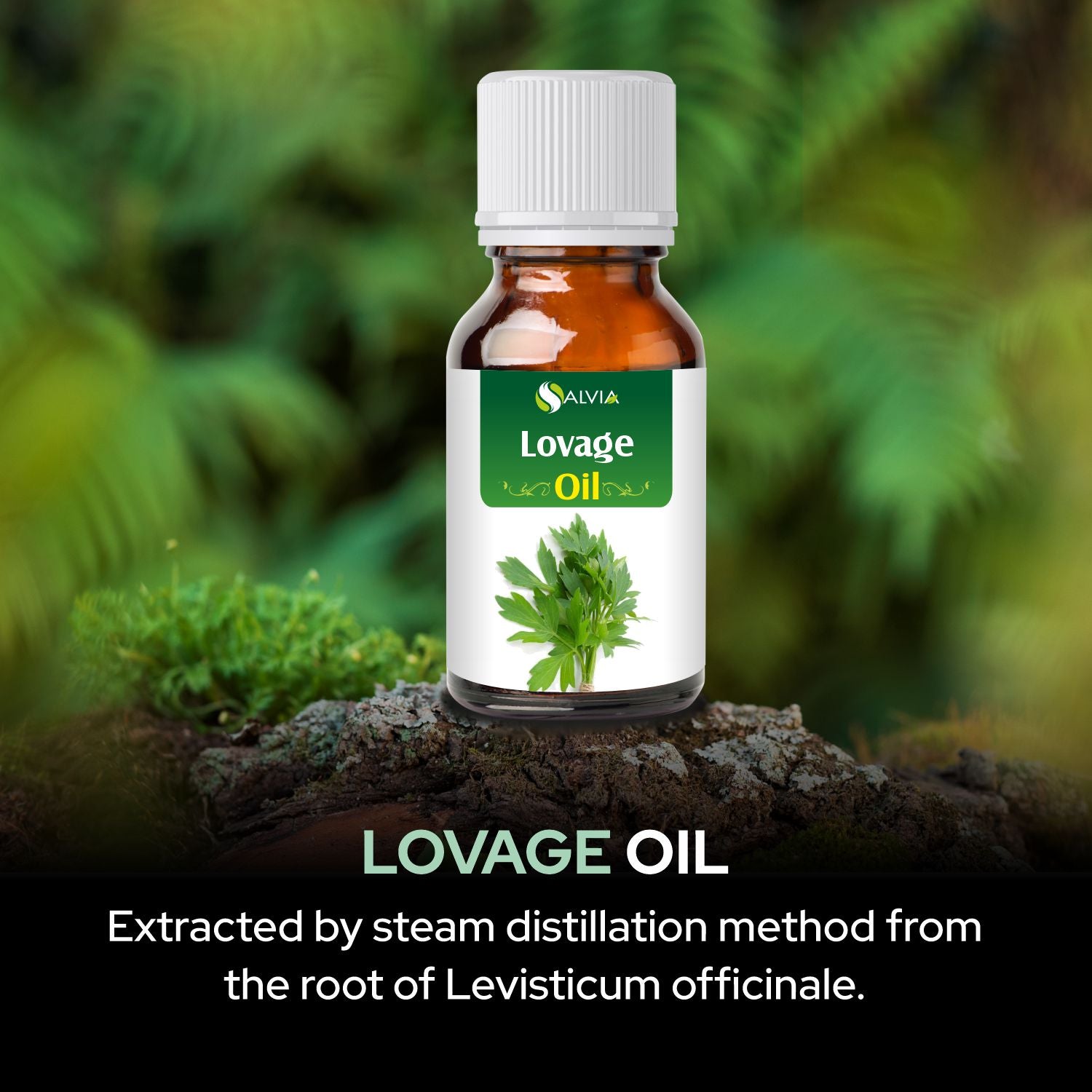 Lovage Oil