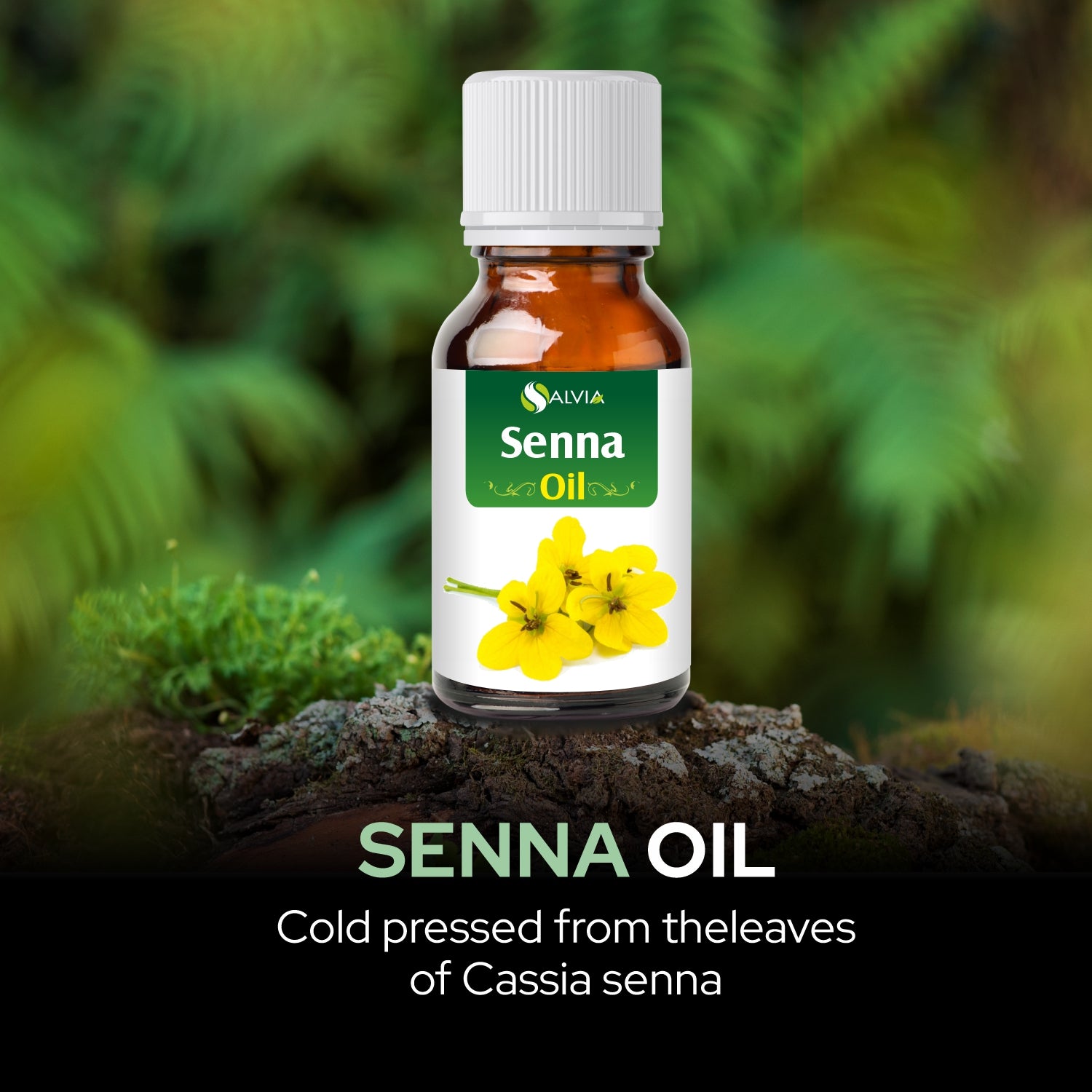 Seena Oil