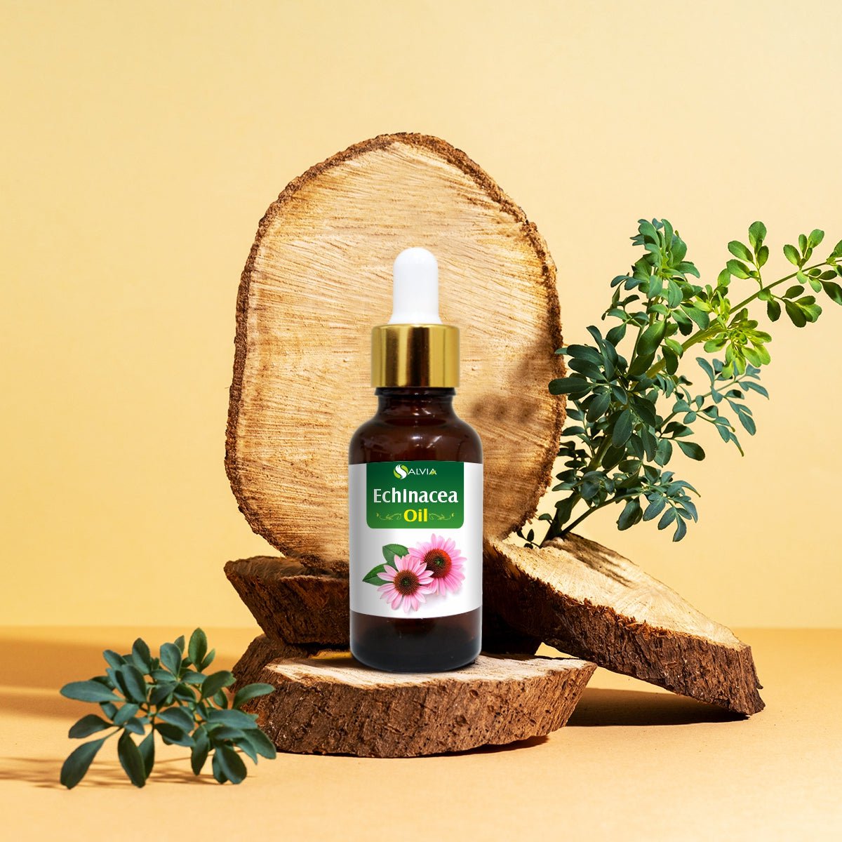 Echinacea Oil